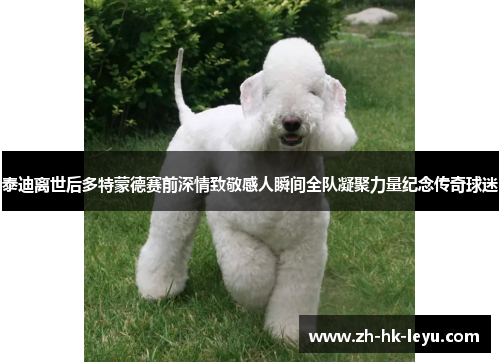 泰迪离世后多特蒙德赛前深情致敬感人瞬间全队凝聚力量纪念传奇球迷